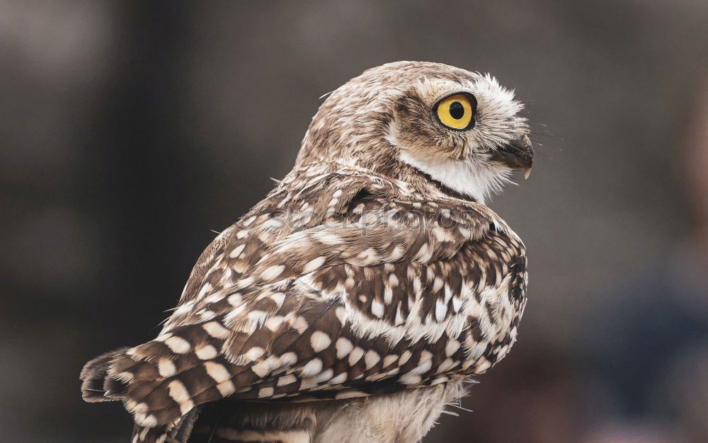 Similar – Image, Stock Photo Royal owl in a display of birds of prey, power and size