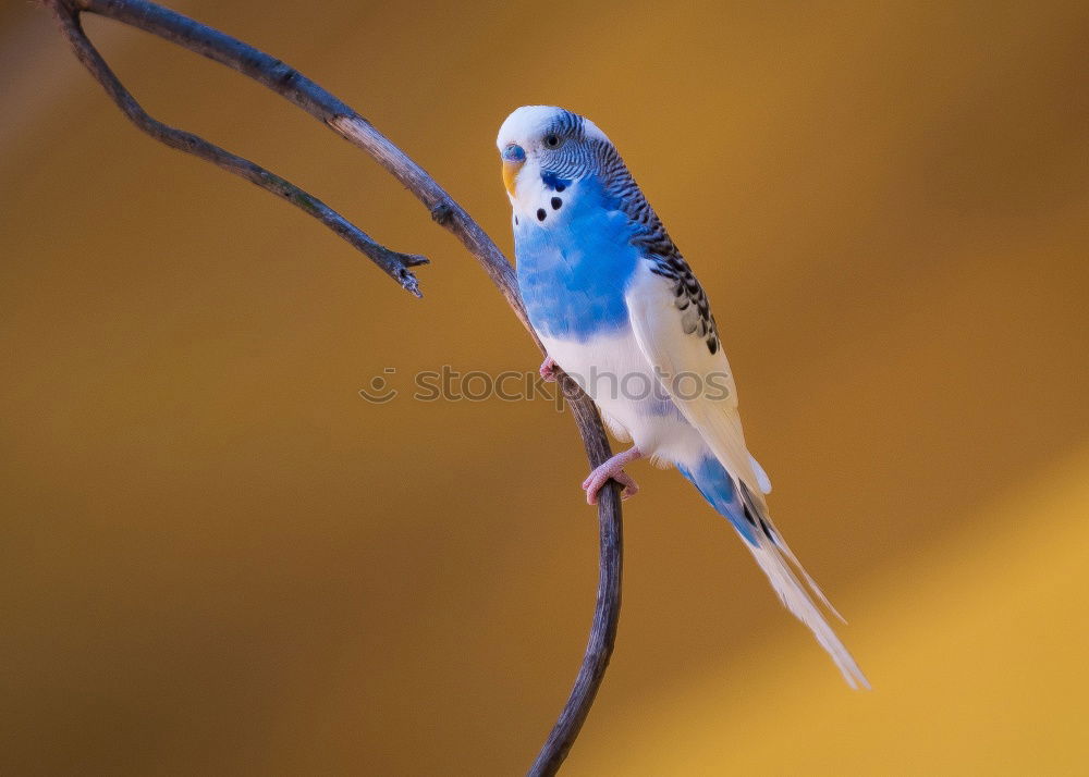 Similar – Image, Stock Photo Cinciallegra (Parus major)