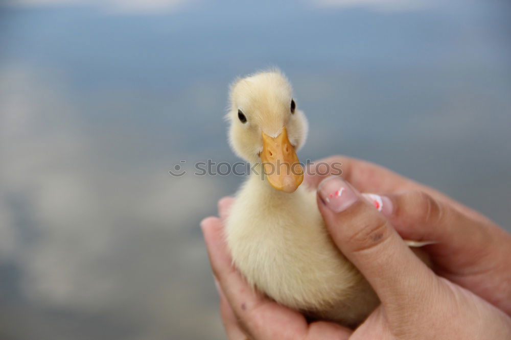 Similar – Image, Stock Photo Duckling in the hands of a girl