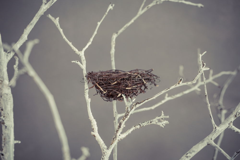 Similar – Zapfenstreich Zweig Winter