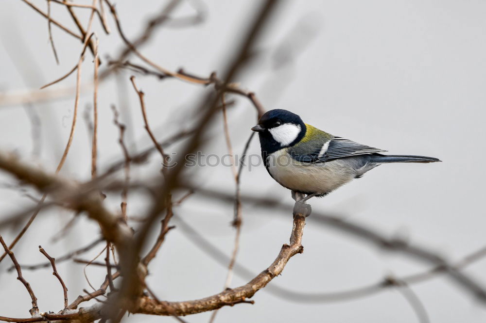 Similar – Great tit in a rose bush