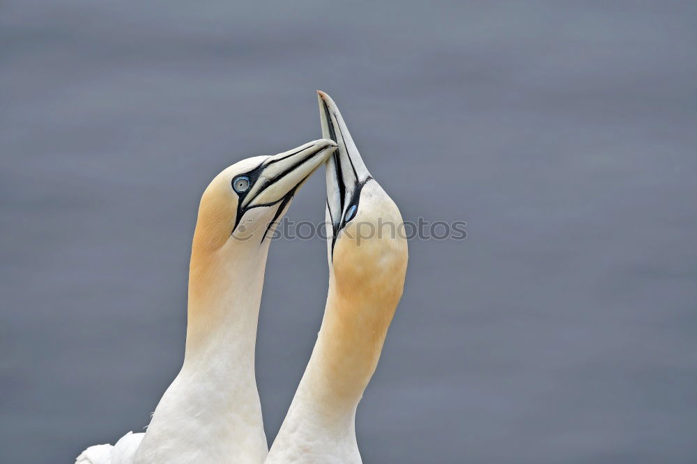 Similar – flamingos Flamingo France