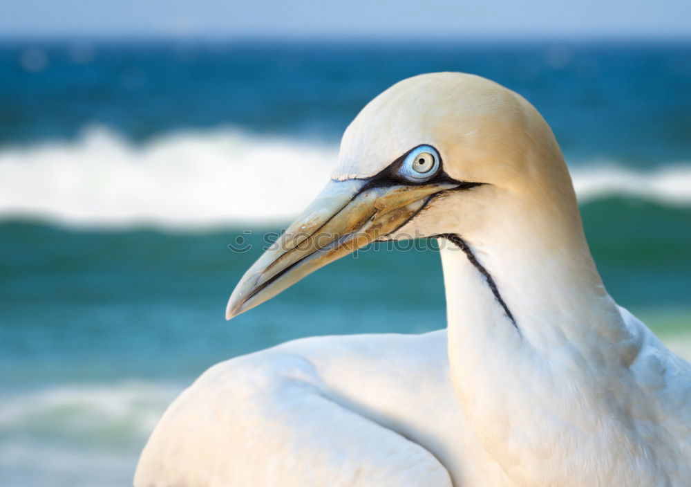 Similar – San Diego Pelican Body