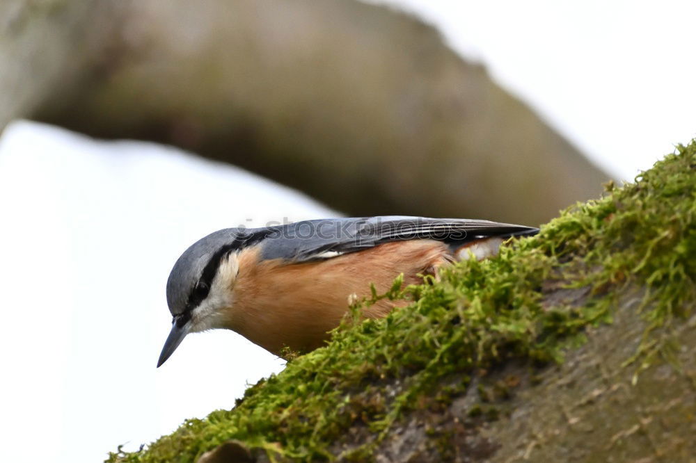 Similar – Image, Stock Photo Chaffinch sitting on a branch