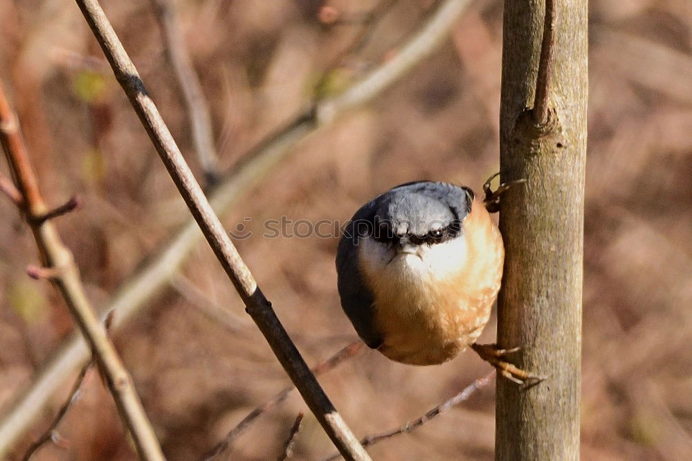 Similar – Image, Stock Photo Chaffinch sits on a branch and looks at the camera
