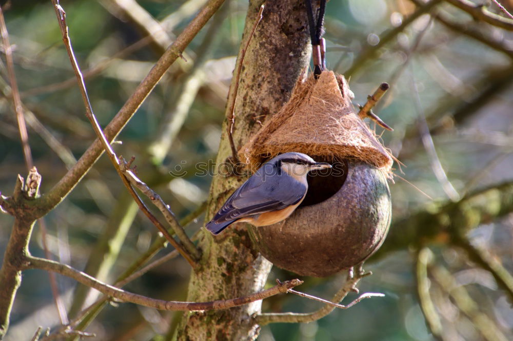 Similar – Image, Stock Photo Chaffinch sitting on a branch