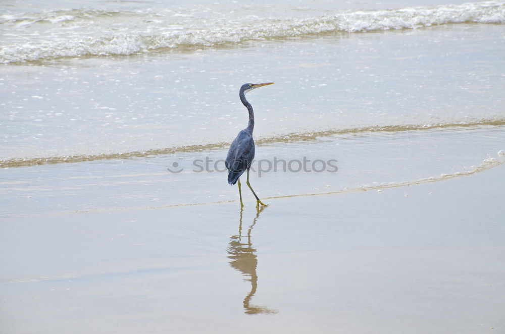 Similar – Image, Stock Photo beach walk