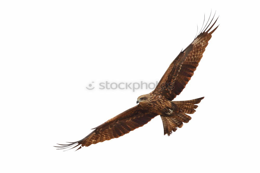 Similar – Awesome bird of prey in flight with the sky of background