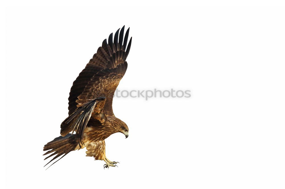 Similar – Awesome bird of prey in flight with the sky of background