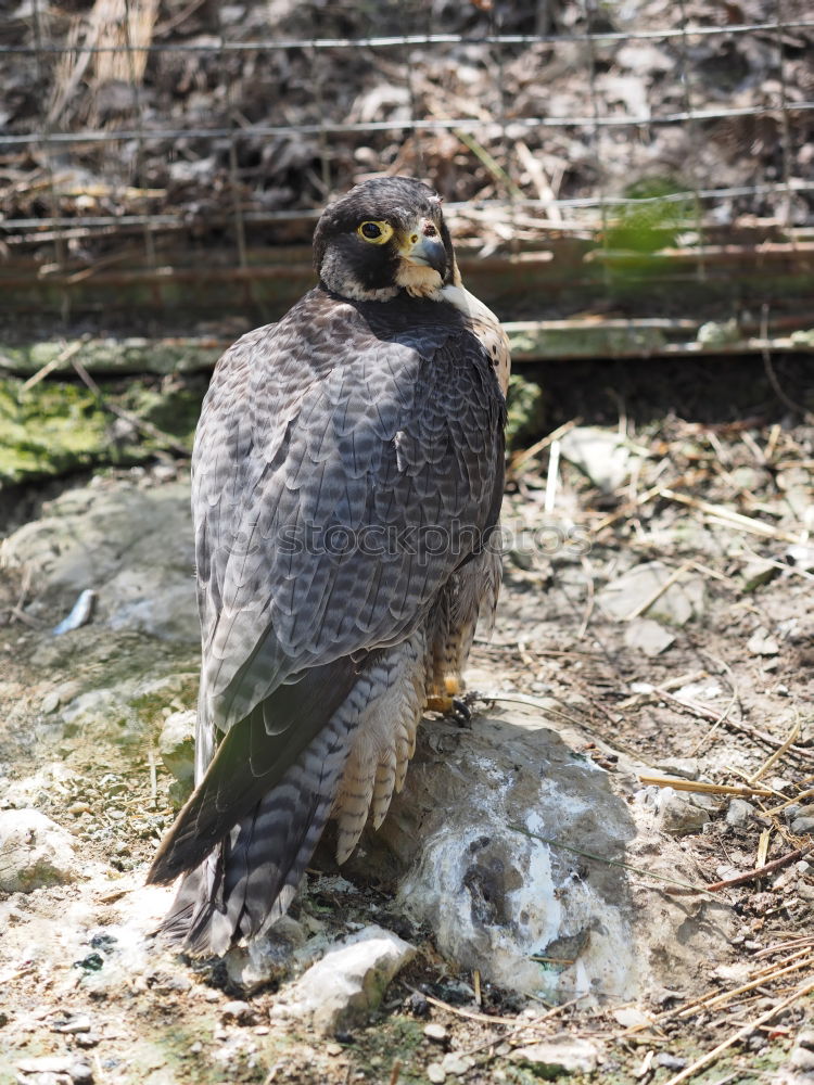 Similar – Image, Stock Photo Buzzard on the lookout