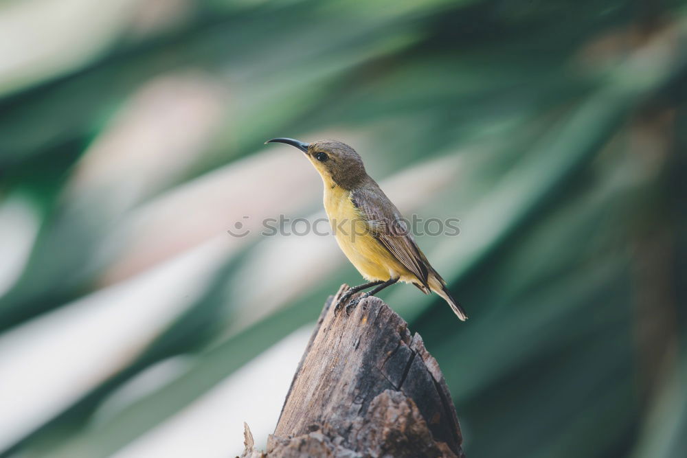 Similar – Kingfisher on Sri Lanka