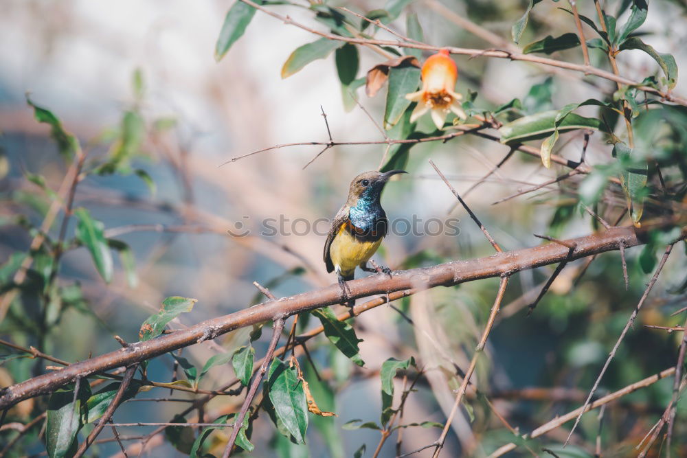 Similar – Foto Bild Vogel guckt aus sein Vogelhaus