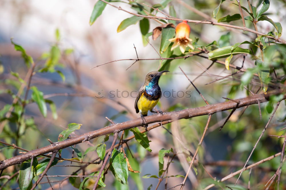 Weaver bird acrobatics