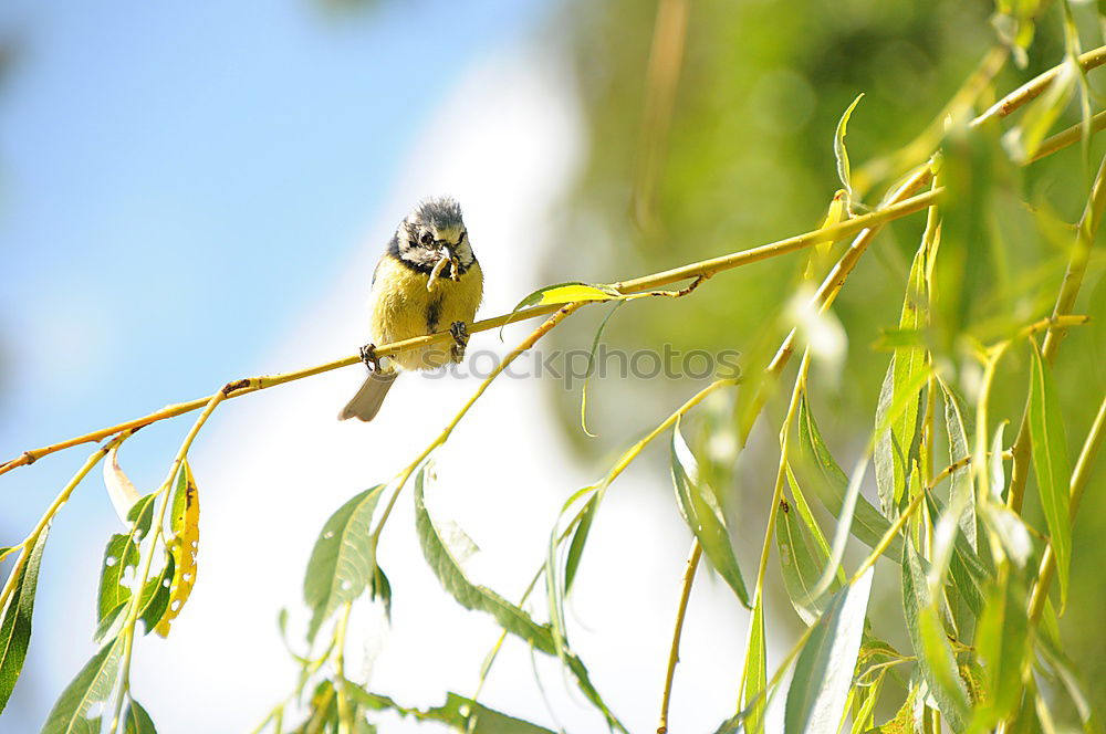 Similar – super star Umwelt Natur