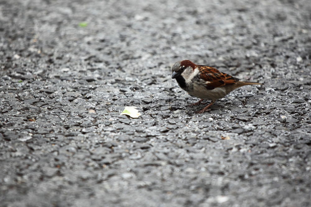 Similar – Bird with green leg dress