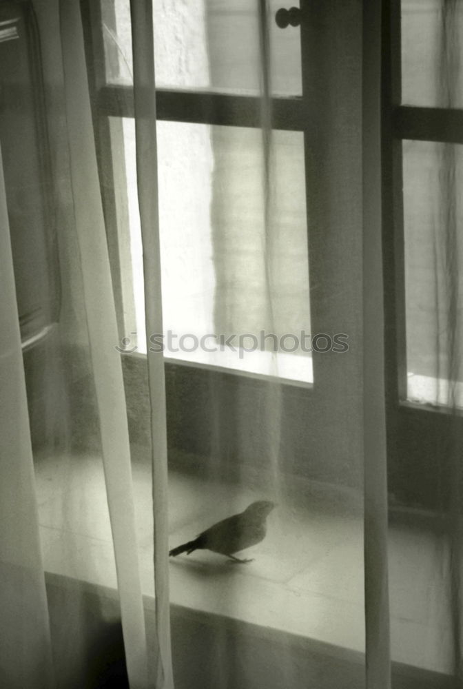 Similar – Foto Bild a vogerl 2 Vogel Tier Teer
