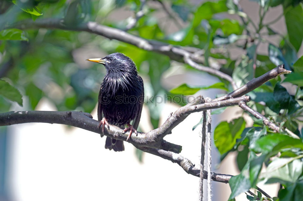 Similar – Image, Stock Photo Star with insects in the beak