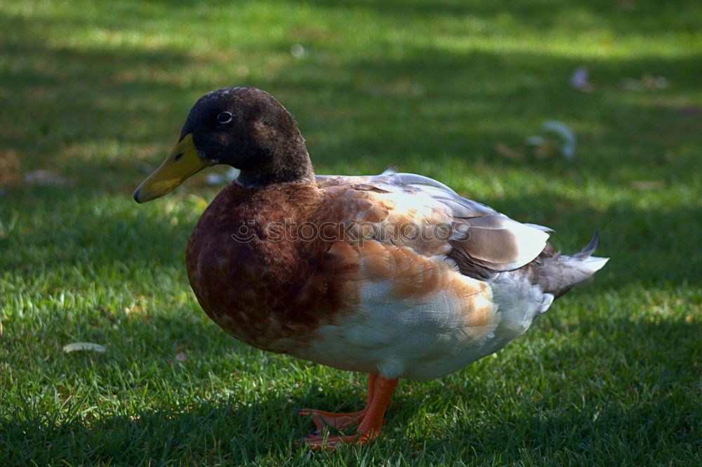 Similar – Foto Bild Sitting Duck Natur Vogel