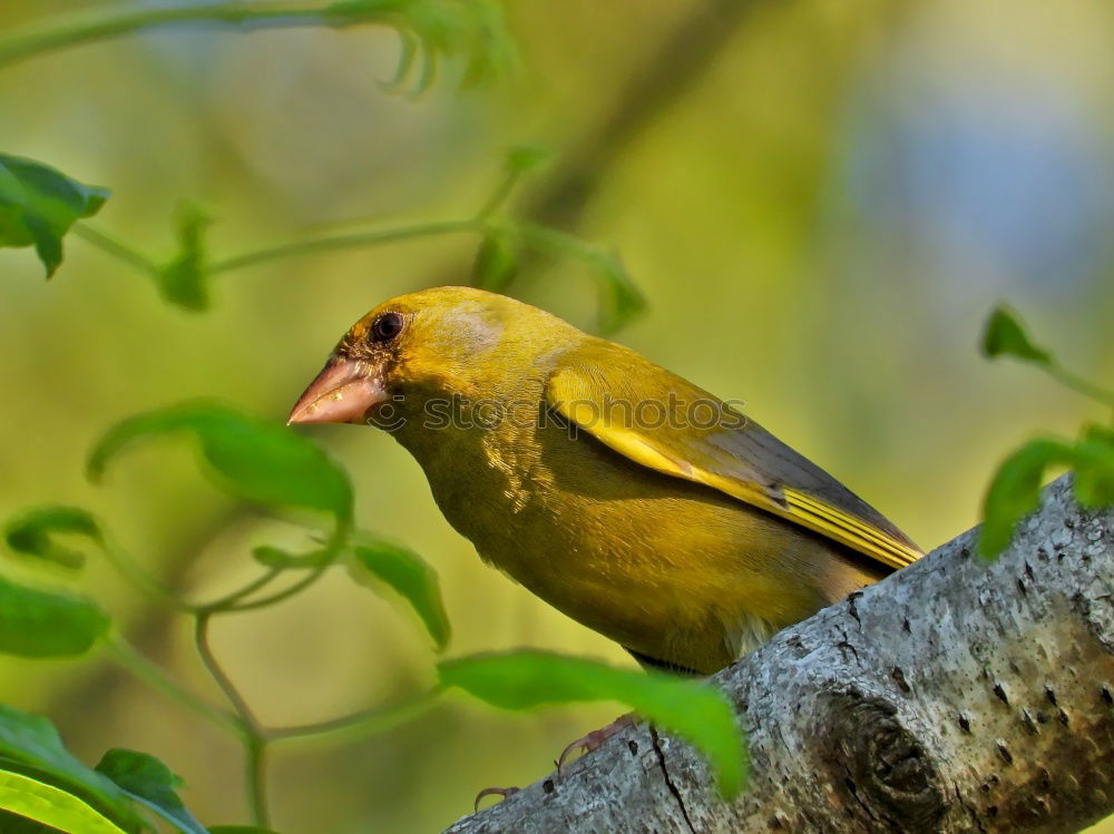 Similar – rose-ringed parakeet sitting in the tree