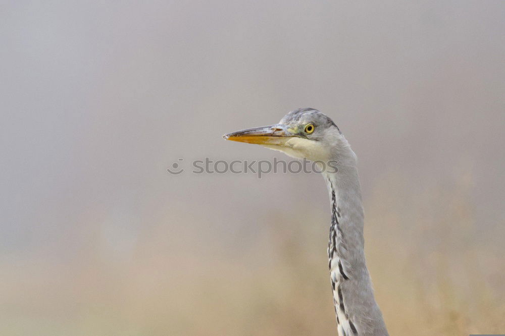 Similar – Image, Stock Photo Heron in a sunny tree