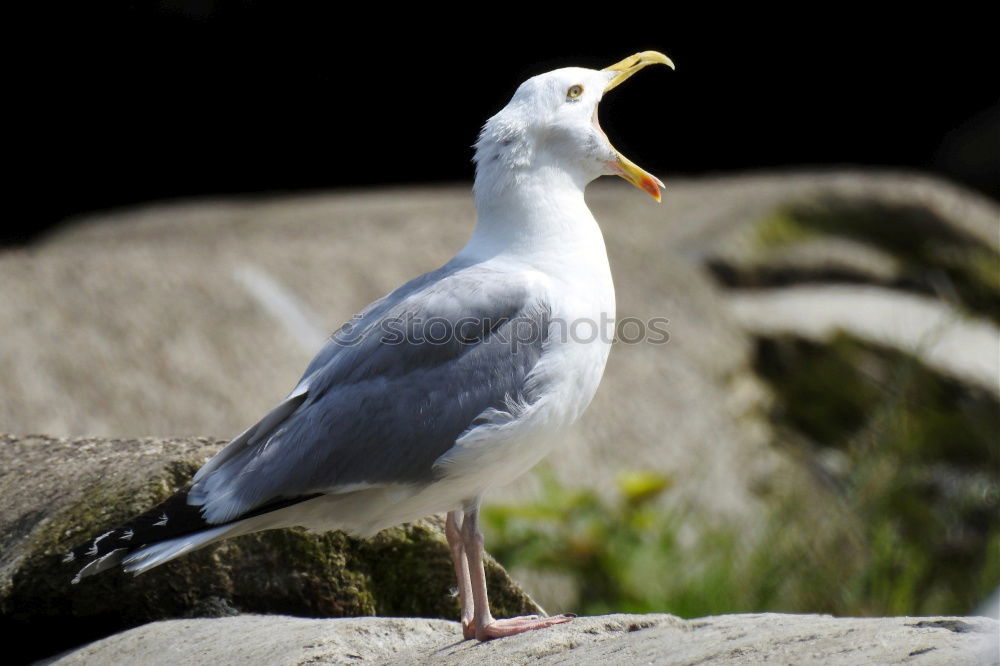 Similar – Foto Bild Ärgernis Möwe Silbermöwe