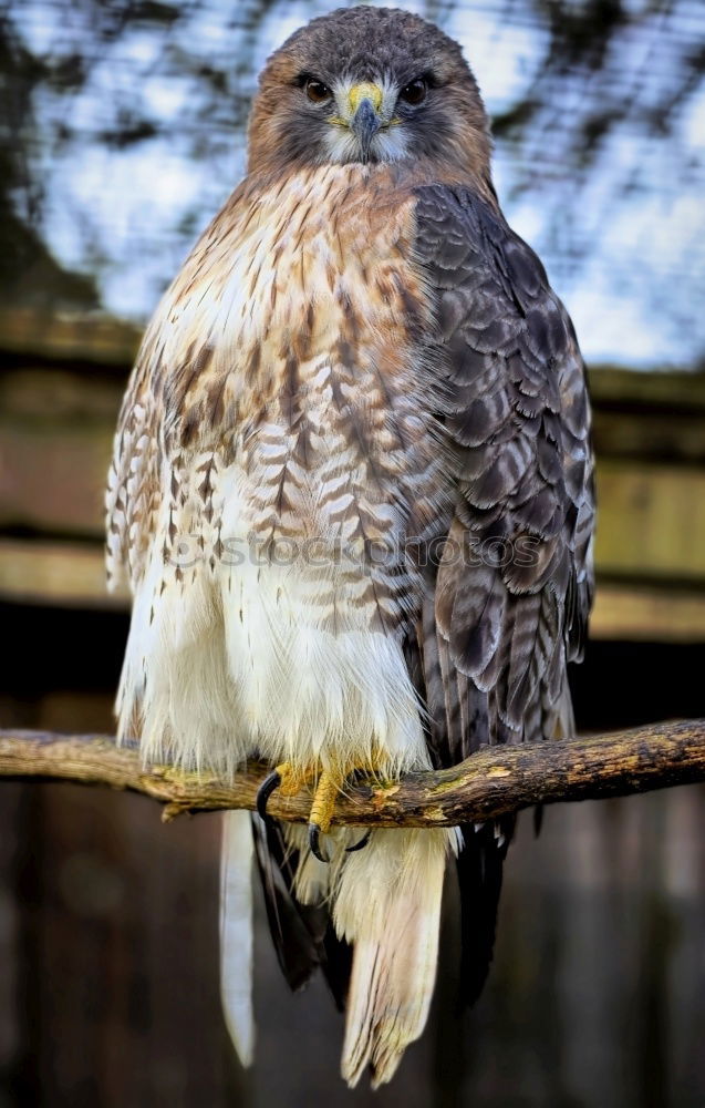 Similar – Image, Stock Photo Short-Eared Owl Nature