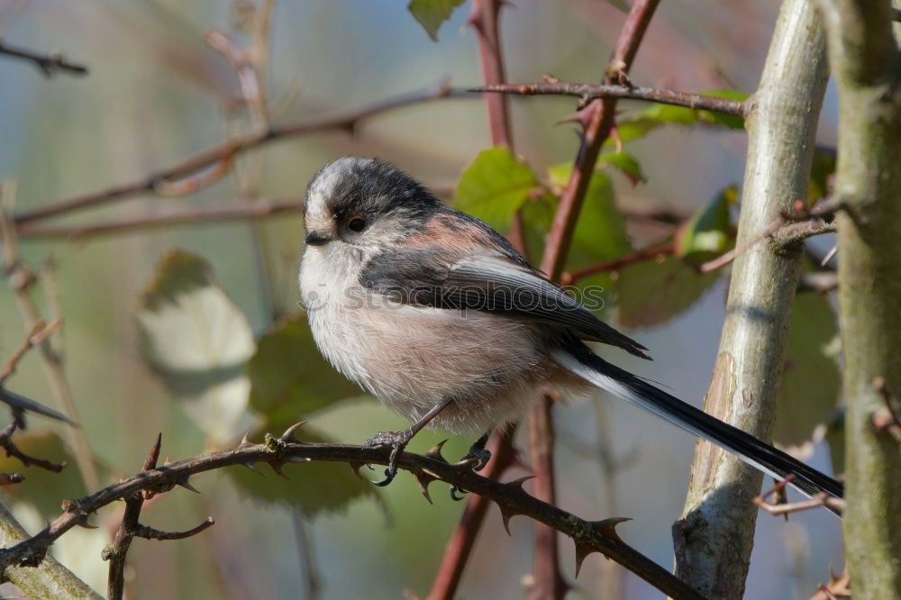 Similar – Image, Stock Photo Chaffinch sitting in bare tree looking left