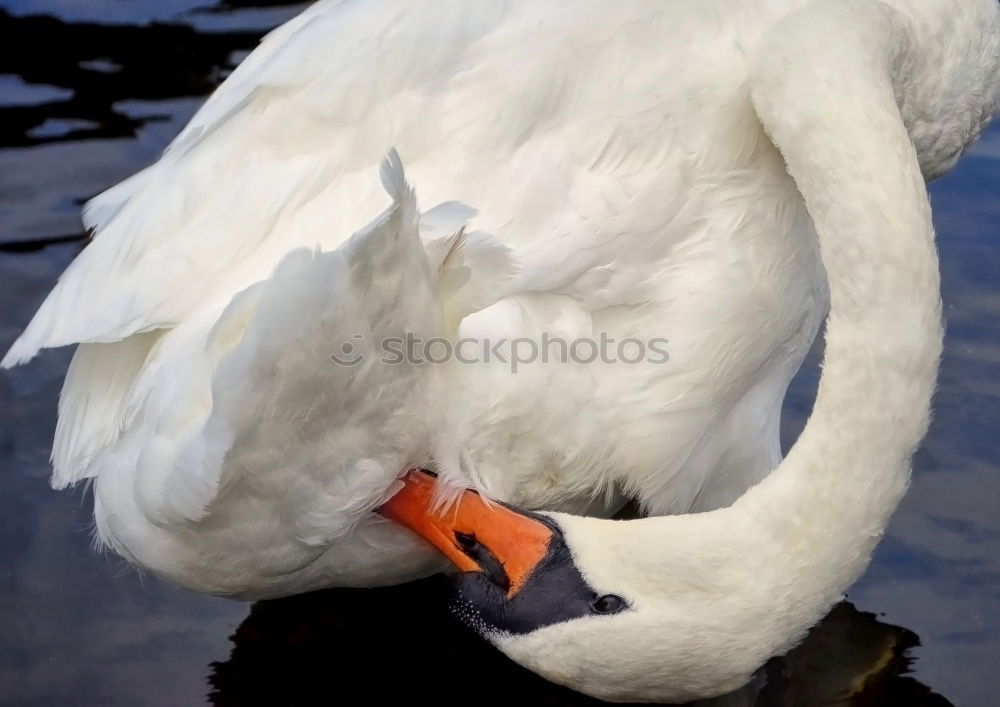 Similar – Image, Stock Photo goose linen Goose