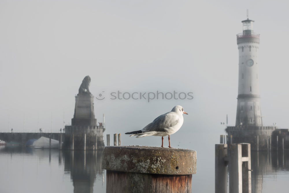 Similar – Image, Stock Photo Måke Sky Winter Ice Frost