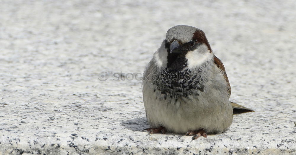 Similar – Image, Stock Photo Eye contact with a sparrow