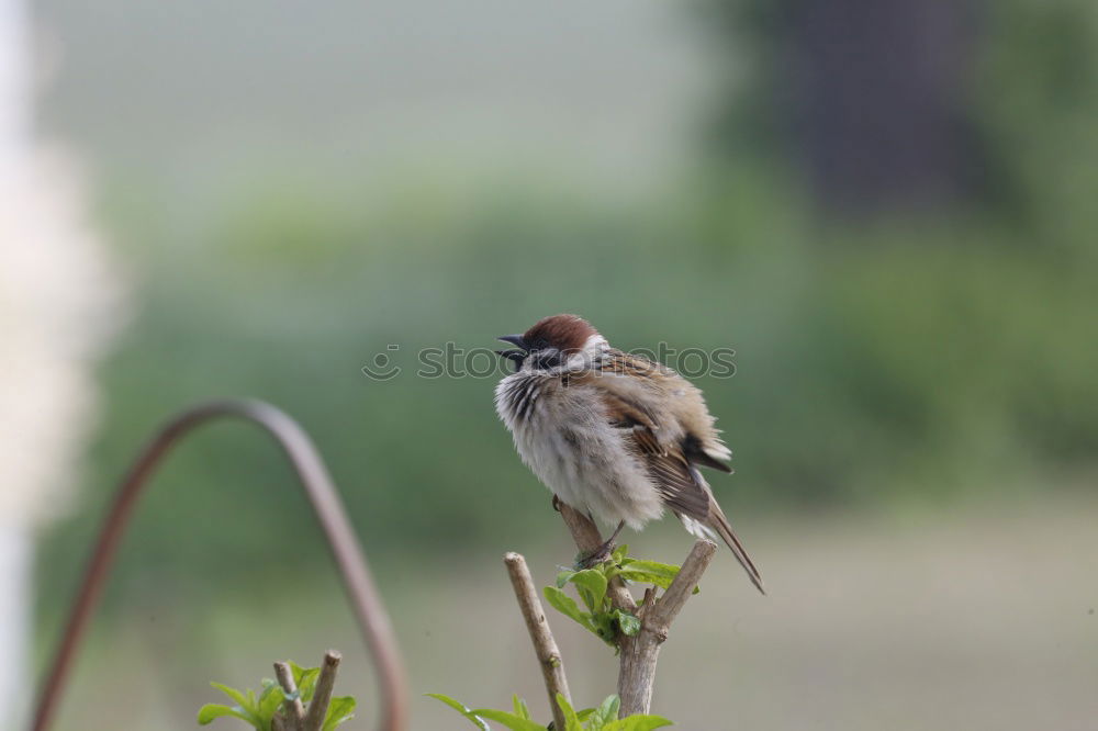 Similar – Big sparrow in autumn leaves