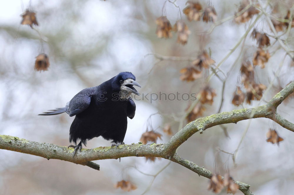 Similar – Image, Stock Photo Blackbird in a tree Fruit