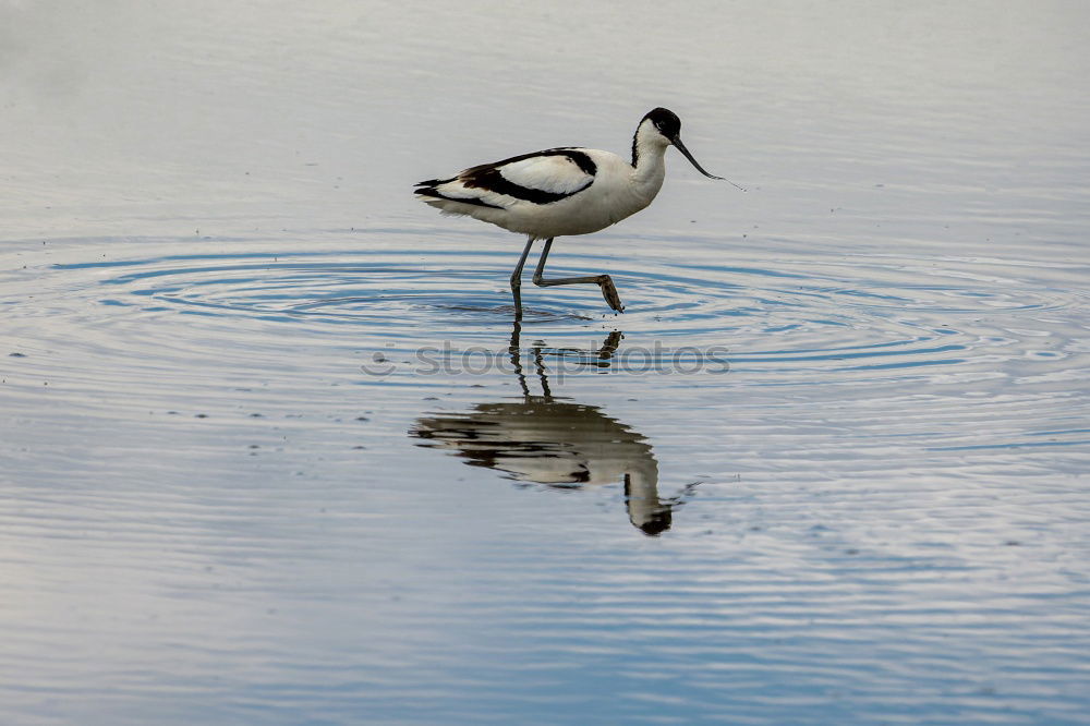 Similar – Reiherlei Umwelt Natur