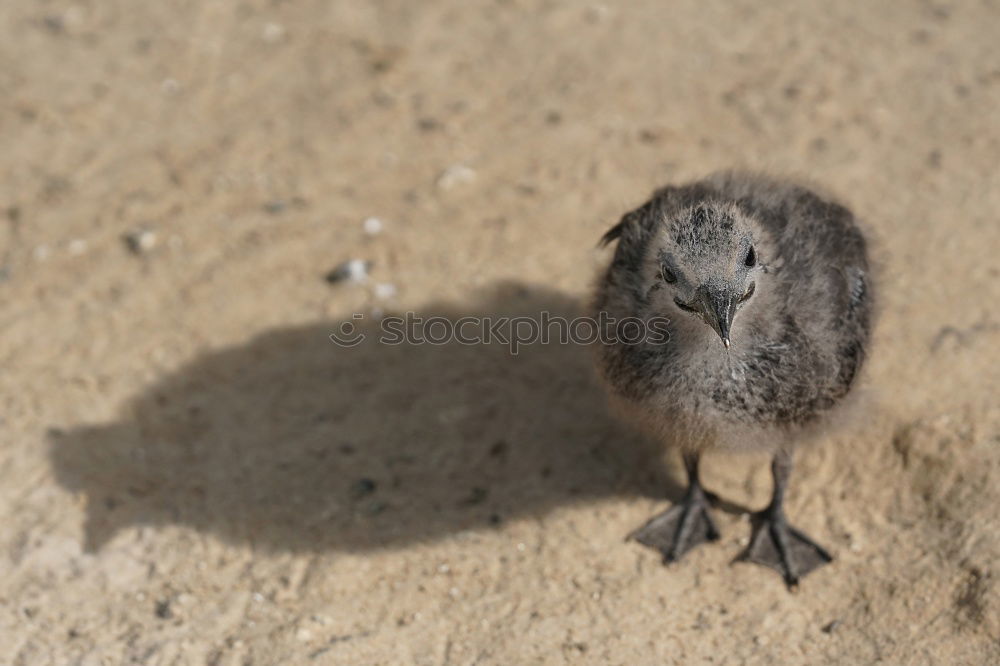 Similar – Lemming, or is it a mouse?