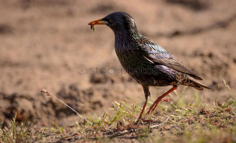 Similar – A colorful Superb Starling in Tanzania