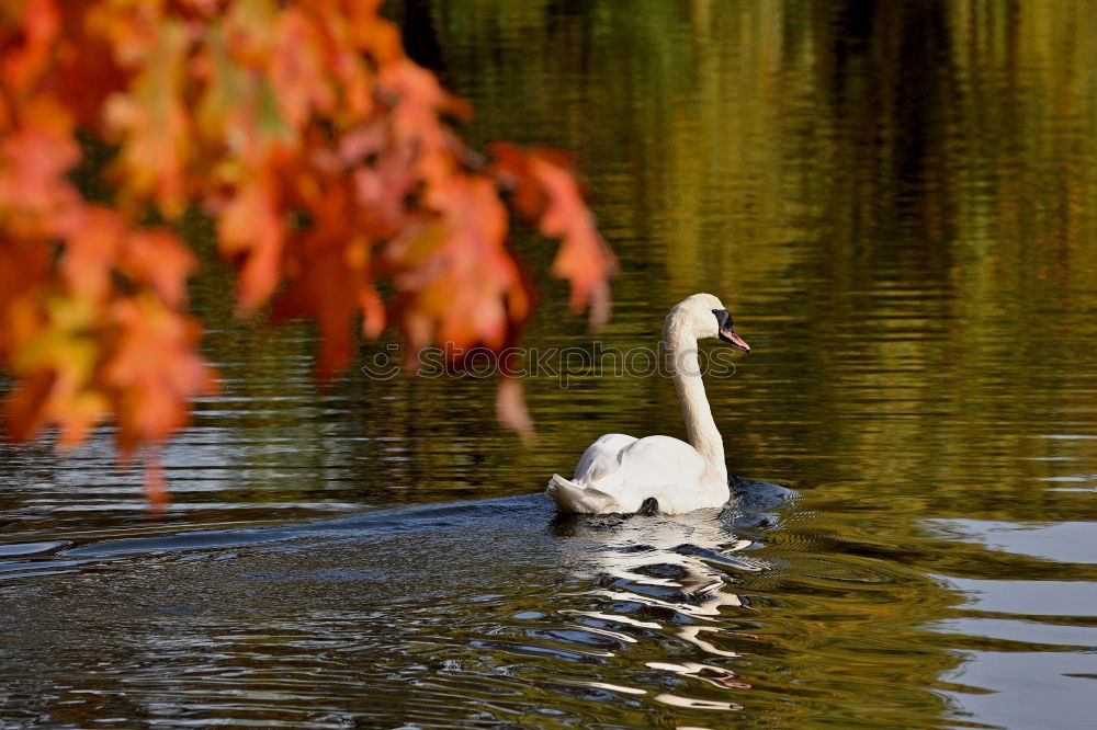 Image, Stock Photo swan lake Trip Nature