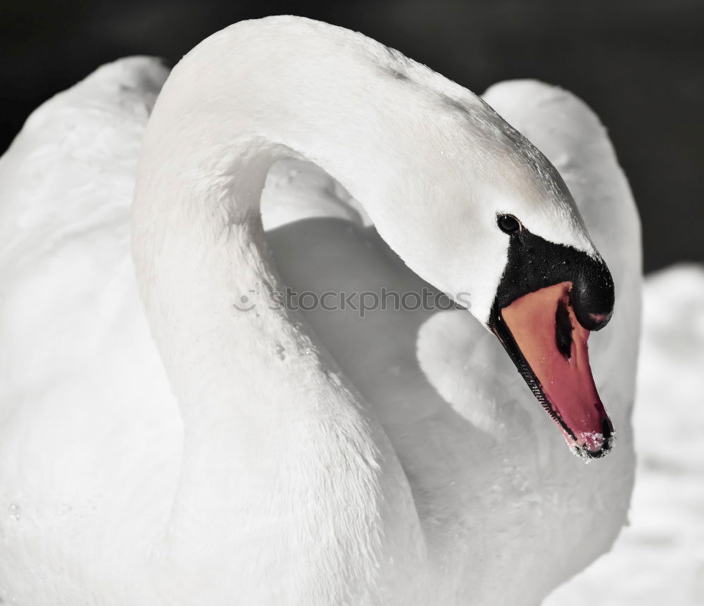 Foto Bild winterschönheit Schwan