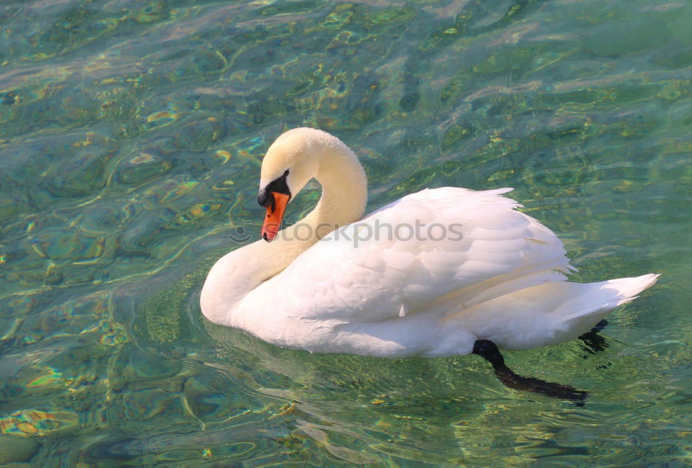 Similar – Image, Stock Photo sea bird Seagull White