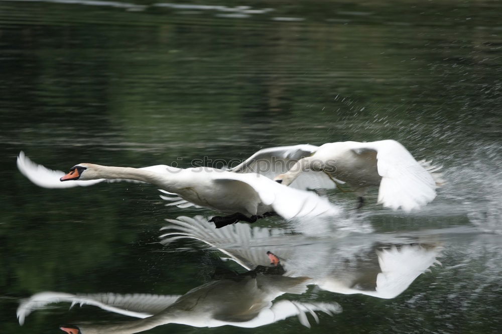 Similar – Image, Stock Photo duckattack Coast Lakeside