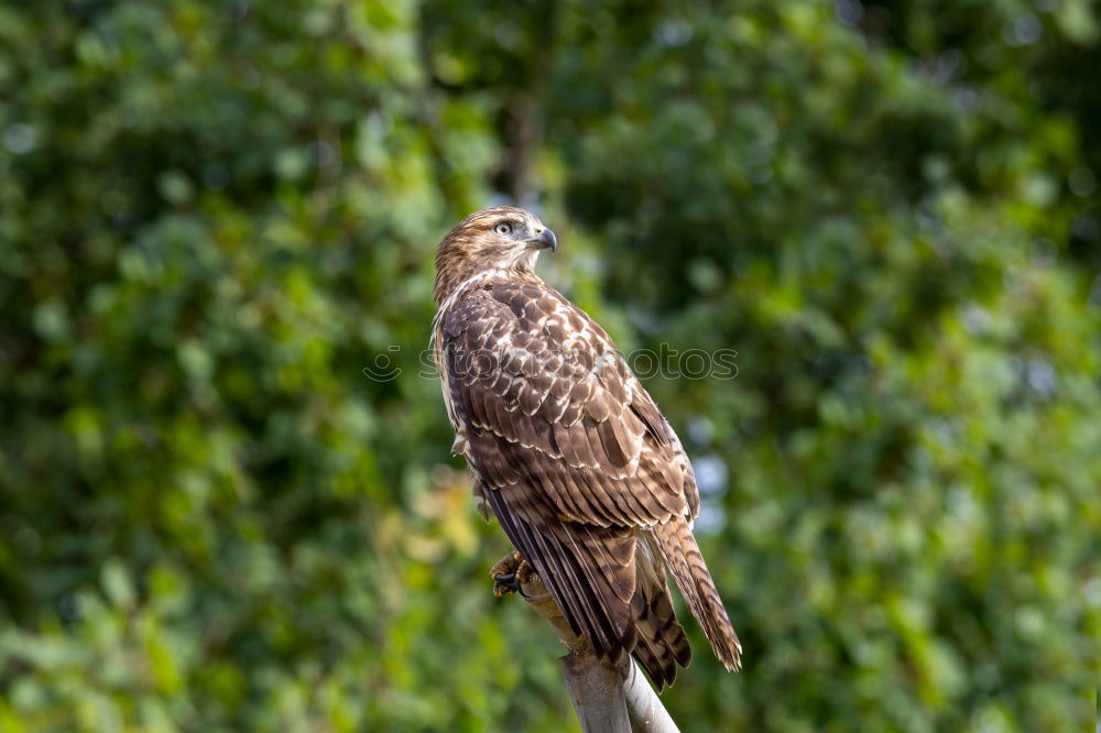 Similar – Image, Stock Photo Common Buzzard Biology