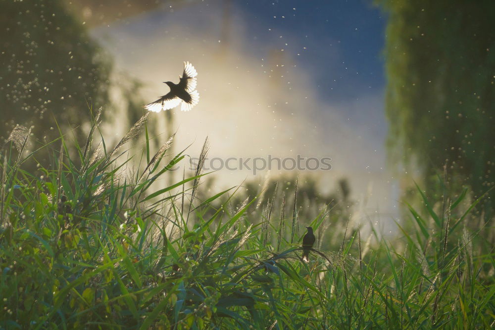 Similar – Image, Stock Photo young chaffinch Nature