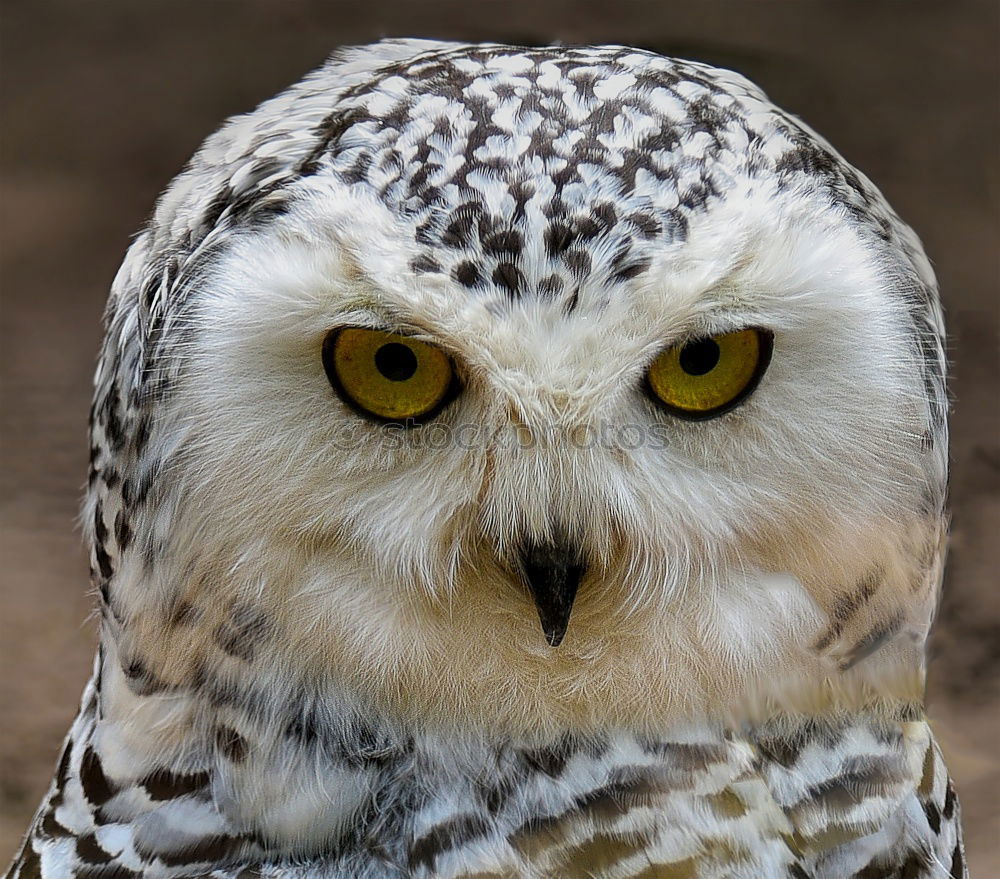 Similar – Image, Stock Photo Eagle owl approaching