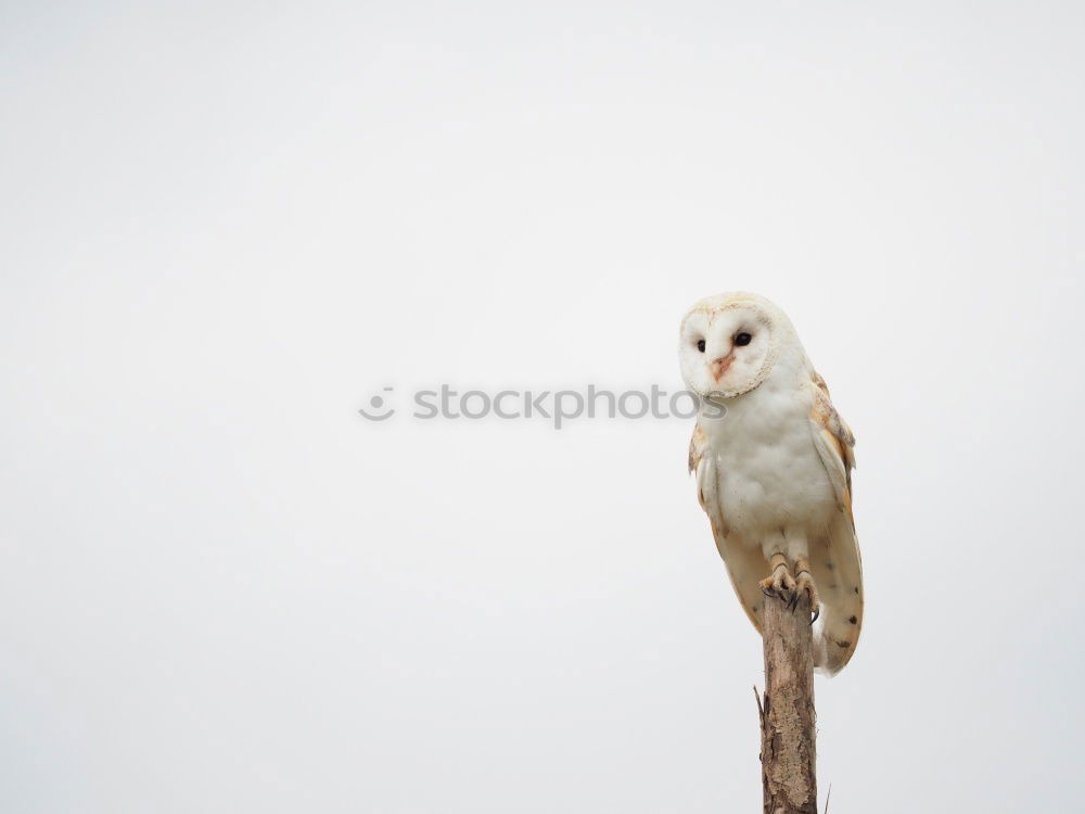 Similar – Image, Stock Photo Snowy owl face II