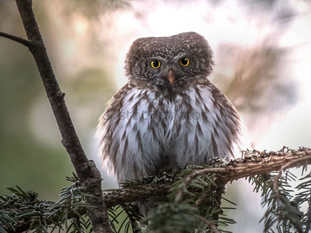 Similar – Image, Stock Photo blackbird Environment