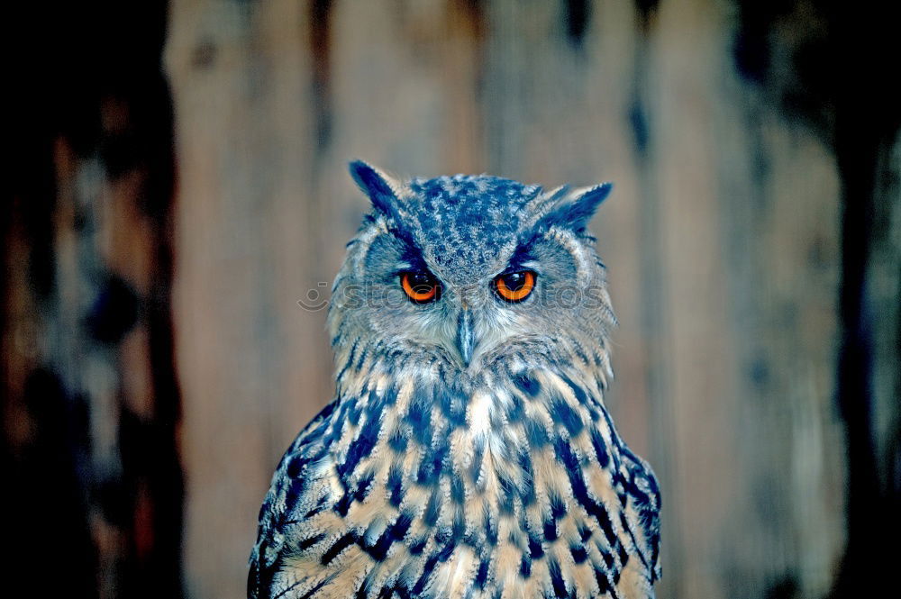 Similar – portrait of cute little owl