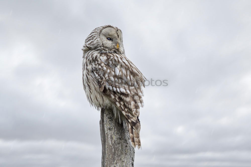 Similar – Image, Stock Photo People in sight!!! Nature