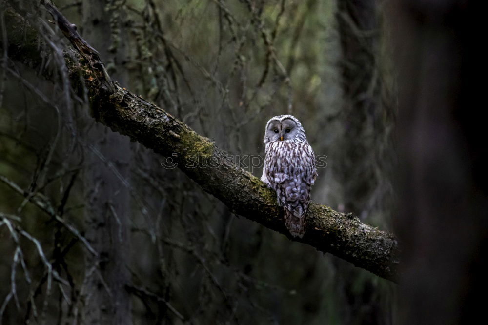 Similar – Image, Stock Photo End of a journey Nature