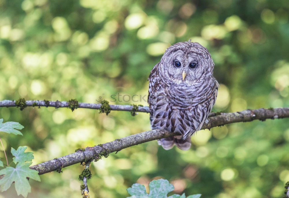 Long-eared owl Doze Sleep