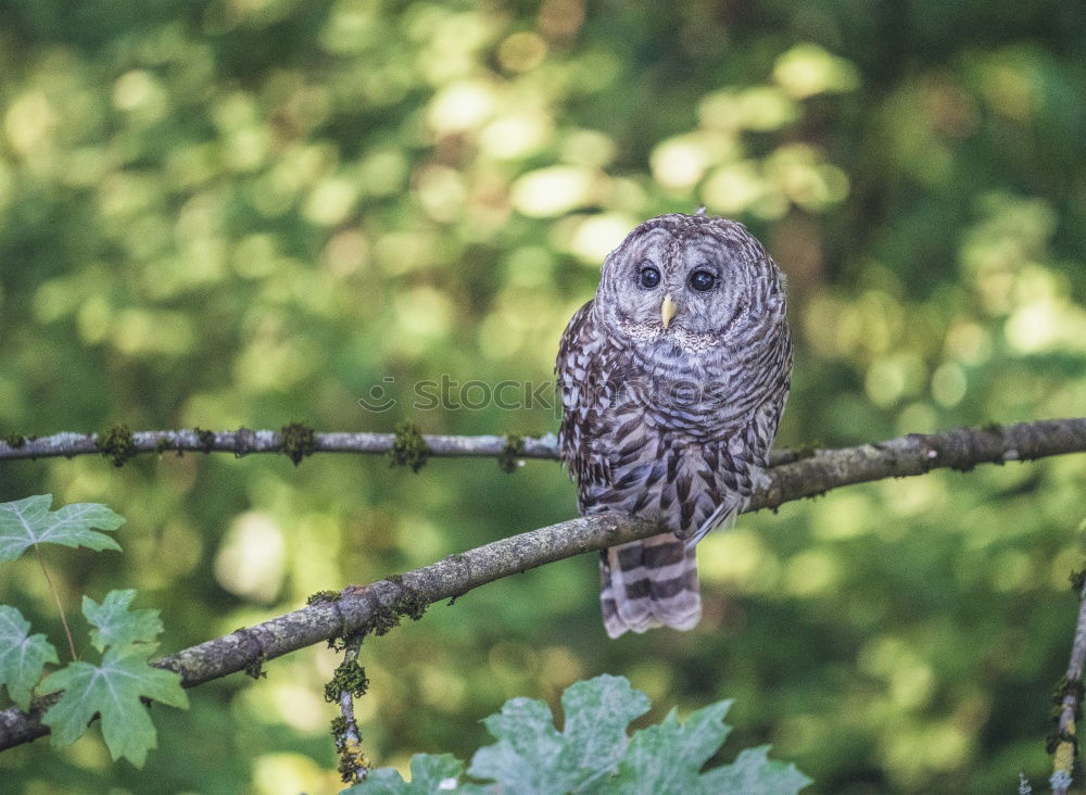 Similar – Long-eared owl Doze Sleep