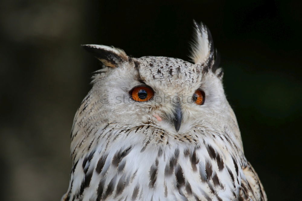 Similar – Image, Stock Photo Eagle owl approaching